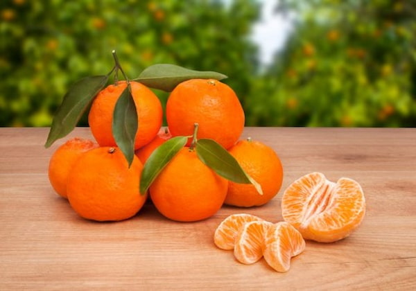 تصویر 4 از خرید نارنگی یافا شمال + قیمت فروش استثنایی